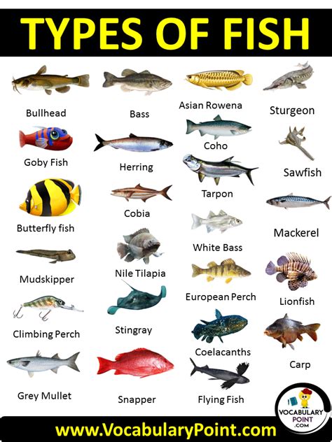 fish pictures|100 Types of Fish (List of Fish Names with Pictures).